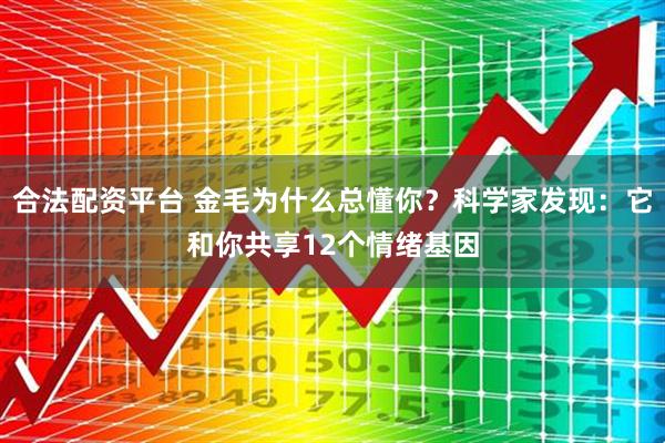 合法配资平台 金毛为什么总懂你？科学家发现：它和你共享12个情绪基因